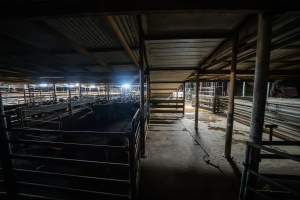 Holding pens with sheep, beneath race corridor - Sheep in the holding pens on the left. Above, the corridor containing the race slopes upwards. - Captured at MD Foods Australia, Echuca VIC Australia.