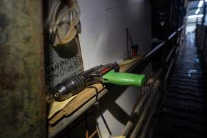 Handheld captive bolt gun at bottom of race corridor - Captured at MD Foods Australia, Echuca VIC Australia.