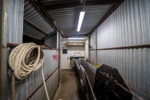 End of race leading to V restraint - Captured at MD Foods Australia, Echuca VIC Australia.