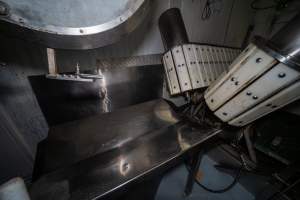 V restraint and sticking table in kill room - Captured at MD Foods Australia, Echuca VIC Australia.