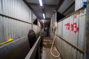 Race leading up from holding pens - Captured at MD Foods Australia, Echuca VIC Australia.