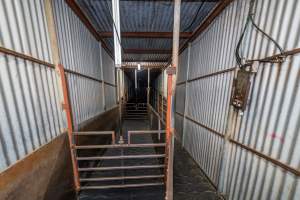 Race leading up from holding pens - Captured at MD Foods Australia, Echuca VIC Australia.