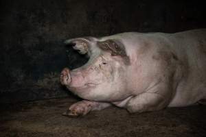 Sow in group housing - When not confined to mating stalls or farrowing crates, sows spend their time in filthy group housing. - Captured at EcoPiggery, Leitchville VIC Australia.