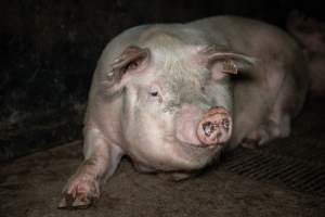 Sow in group housing - When not confined to mating stalls or farrowing crates, sows spend their time in filthy group housing. - Captured at EcoPiggery, Leitchville VIC Australia.