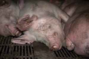 Sows in group housing - When not confined to mating stalls or farrowing crates, sows spend their time in filthy group housing. - Captured at EcoPiggery, Leitchville VIC Australia.