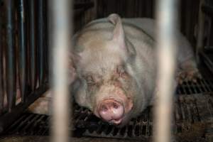 Sow in mating stall - Sows are confined to mating stalls for up to a week while they are artificially inseminated and tested for pregnancy. - Captured at EcoPiggery, Leitchville VIC Australia.