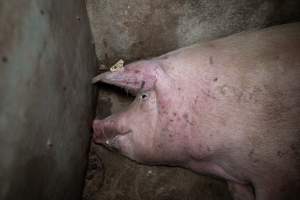 Sow in group housing - When not confined to mating stalls or farrowing crates, sows spend their time in filthy group housing. - Captured at EcoPiggery, Leitchville VIC Australia.