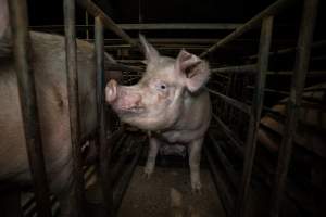 Sow in mating stall - Sows are confined to mating stalls for up to a week while they are artificially inseminated and tested for pregnancy. - Captured at EcoPiggery, Leitchville VIC Australia.