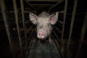 Sow in mating stall - Sows are confined to mating stalls for up to a week while they are artificially inseminated and tested for pregnancy. - Captured at EcoPiggery, Leitchville VIC Australia.