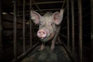 Sow in mating stall - Sows are confined to mating stalls for up to a week while they are artificially inseminated and tested for pregnancy. - Captured at EcoPiggery, Leitchville VIC Australia.