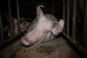 Sow in mating stall - Sows are confined to mating stalls for up to a week while they are artificially inseminated and tested for pregnancy. - Captured at EcoPiggery, Leitchville VIC Australia.