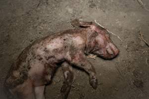 Dead piglet - Many piglets don't survive for longer than a few days or weeks. They are left to decompose on large 'dead piles' - Captured at EcoPiggery, Leitchville VIC Australia.