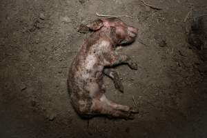 Dead piglet - Many piglets don't survive for longer than a few days or weeks. They are left to decompose on large 'dead piles' - Captured at EcoPiggery, Leitchville VIC Australia.