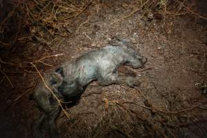 Dead piglet - Many piglets don't survive for longer than a few days or weeks. They are left to decompose on large 'dead piles' - Captured at EcoPiggery, Leitchville VIC Australia.