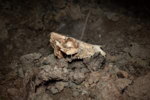 Piglet skull - Many piglets don't survive for longer than a few days or weeks. They are left to decompose on large 'dead piles' - Captured at EcoPiggery, Leitchville VIC Australia.