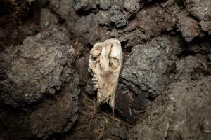 Piglet skull - Many piglets don't survive for longer than a few days or weeks. They are left to decompose on large 'dead piles' - Captured at EcoPiggery, Leitchville VIC Australia.