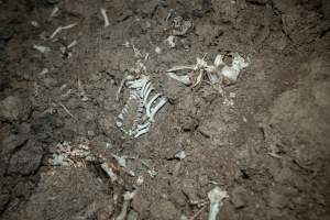 Pig bones on dead pile - Pigs and piglets who die before they are sent to slaughter are left to decompose on a large dead pile close to the sheds. - Captured at EcoPiggery, Leitchville VIC Australia.