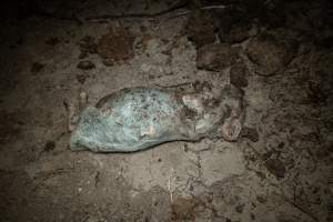 Dead piglet - Many piglets don't survive for longer than a few days or weeks. They are left to decompose on large 'dead piles' - Captured at EcoPiggery, Leitchville VIC Australia.