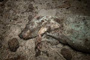 Dead piglet - Many piglets don't survive for longer than a few days or weeks. They are left to decompose on large 'dead piles' - Captured at EcoPiggery, Leitchville VIC Australia.