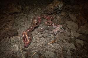 Dead piglet - Many piglets don't survive for longer than a few days or weeks. They are left to decompose on large 'dead piles.' These piles are predated on by cats, rats and other animals. - Captured at EcoPiggery, Leitchville VIC Australia.