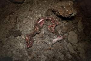 Dead piglet - Many piglets don't survive for longer than a few days or weeks. They are left to decompose on large 'dead piles.' These piles are predated on by cats, rats and other animals. - Captured at EcoPiggery, Leitchville VIC Australia.