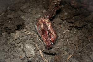 Dead piglet - Many piglets don't survive for longer than a few days or weeks. They are left to decompose on large 'dead piles.' These piles are predated on by cats, rats and other animals. - Captured at EcoPiggery, Leitchville VIC Australia.