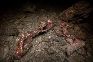 Dead piglet - Many piglets don't survive for longer than a few days or weeks. They are left to decompose on large 'dead piles.' These piles are predated on by cats, rats and other animals. - Captured at EcoPiggery, Leitchville VIC Australia.