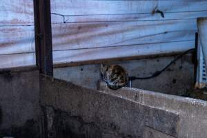 A cat in a weaner shed - Piggeries are breeding grounds for cats, rats and other animals who often feed off dead and dying piglets and pigs. - Captured at EcoPiggery, Leitchville VIC Australia.