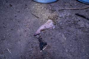 The leg and trotter of a dead piglet - Many piglets don't survive for longer than a few days or weeks. Stillborn piglets, runt piglets and those who die from illness, injury or workers are collected in buckets before being dumped. These buckets and the piles of dead piglets are often predated on by cats, rats and other animals. - Captured at EcoPiggery, Leitchville VIC Australia.