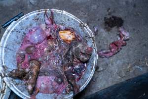 Dead piglets in a bucket - Many piglets don't survive for longer than a few days or weeks. Stillborn piglets, runt piglets and those who die from illness, injury or workers are collected in buckets before being dumped. - Captured at EcoPiggery, Leitchville VIC Australia.