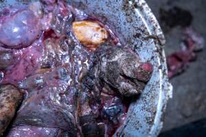 Dead piglets in a bucket - Many piglets don't survive for longer than a few days or weeks. Stillborn piglets, runt piglets and those who die from illness, injury or workers are collected in buckets before being dumped. - Captured at EcoPiggery, Leitchville VIC Australia.