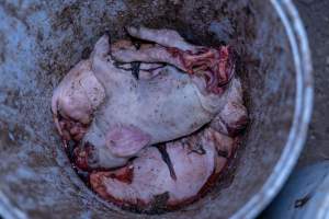 Dead piglets in a bucket - Many piglets don't survive for longer than a few days or weeks. Stillborn piglets, runt piglets and those who die from illness, injury or workers are collected in buckets before being dumped. - Captured at EcoPiggery, Leitchville VIC Australia.