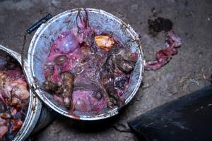 Dead piglets in buckets - Many piglets don't survive for longer than a few days or weeks. Stillborn piglets, runt piglets and those who die from illness, injury or workers are collected in buckets before being dumped. - Captured at EcoPiggery, Leitchville VIC Australia.