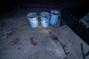 Dead piglets in buckets - Many piglets don't survive for longer than a few days or weeks. Stillborn piglets, runt piglets and those who die from illness, injury or workers are collected in buckets before being dumped. - Captured at EcoPiggery, Leitchville VIC Australia.