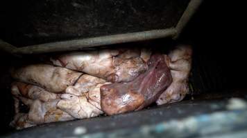 Still born piglets in a farrowing crate - Large litter sizes, stress and trauma mean that still born piglets are common. This sow gave birth to 12 still born piglets and 12 alive piglets. Sows who birth still born piglets are often killed. - Captured at EcoPiggery, Leitchville VIC Australia.