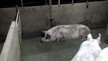 A sow lying in her own waste in group housing - When not confined to mating stalls or farrowing crates, sows are kept in crowded group housing. Many of these pens have no drainage meaning that sows are forced to sleep and eat in a river of their own waste. 
 - Captured at EcoPiggery, Leitchville VIC Australia.