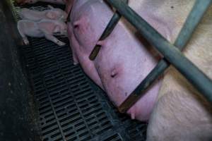 Farrowing crate bars pushing into sow's udder - Captured at EcoPiggery, Leitchville VIC Australia.