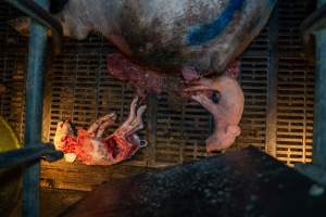 Dead partly-eaten piglet and a weak newborn piglet in farrowing crate - Captured at EcoPiggery, Leitchville VIC Australia.