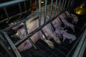 Sow with piglets in farrowing crate - Captured at EcoPiggery, Leitchville VIC Australia.