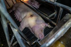 Sow with pressure sore in farrowing crate - Captured at EcoPiggery, Leitchville VIC Australia.