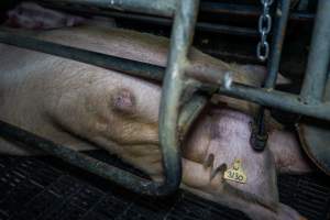 Sow with pressure sore in farrowing crate - Captured at EcoPiggery, Leitchville VIC Australia.