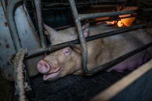 Sow in farrowing crate - Captured at EcoPiggery, Leitchville VIC Australia.