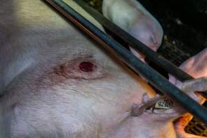 Sow with pressure sore in farrowing crate - Captured at EcoPiggery, Leitchville VIC Australia.