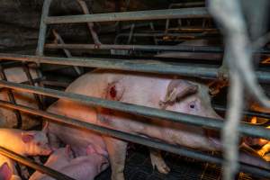 Sow with pressure sore in farrowing crate - Captured at EcoPiggery, Leitchville VIC Australia.