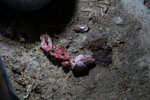 Dead mostly-eaten piglet outside - Captured at EcoPiggery, Leitchville VIC Australia.