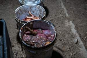 Buckets of dead piglets outside farrowing shed - Captured at EcoPiggery, Leitchville VIC Australia.