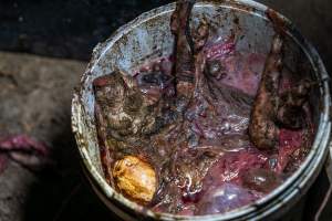 Buckets of dead piglets outside farrowing shed - Captured at EcoPiggery, Leitchville VIC Australia.