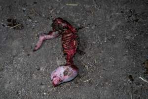 Dead mostly-eaten piglet outside - Captured at EcoPiggery, Leitchville VIC Australia.