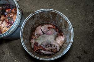 Buckets of dead piglets outside farrowing shed - Captured at EcoPiggery, Leitchville VIC Australia.