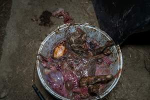 Bucket of dead piglets outside farrowing shed - Captured at EcoPiggery, Leitchville VIC Australia.